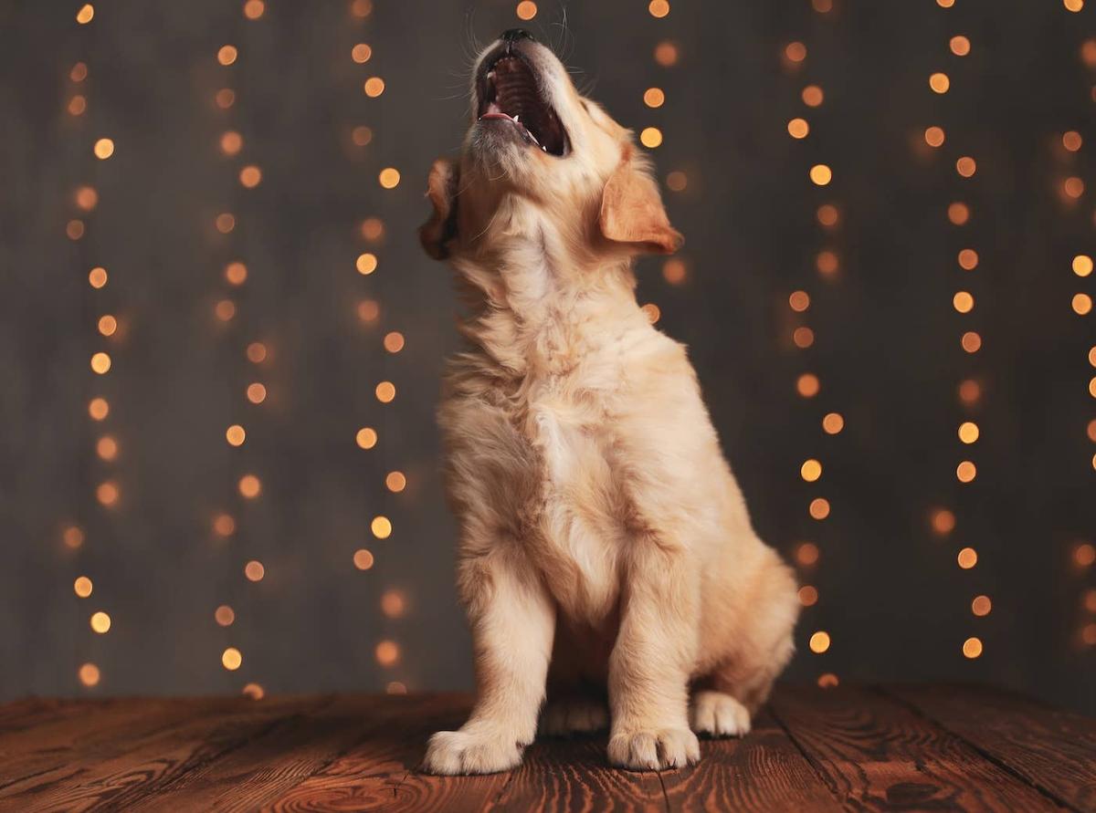  A Golden Retriever puppy barking.