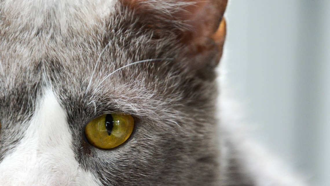 This Grumpy Cat Thinks Mom Staying up All Night Is a Perfectly Reasonable Request 