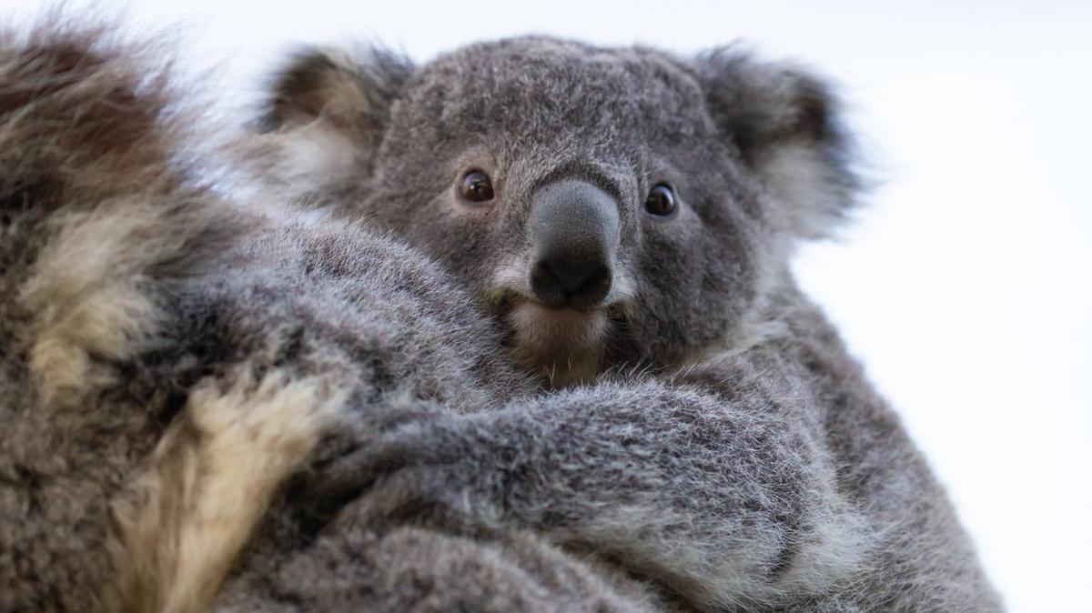 Koala joey on its mother's back. 