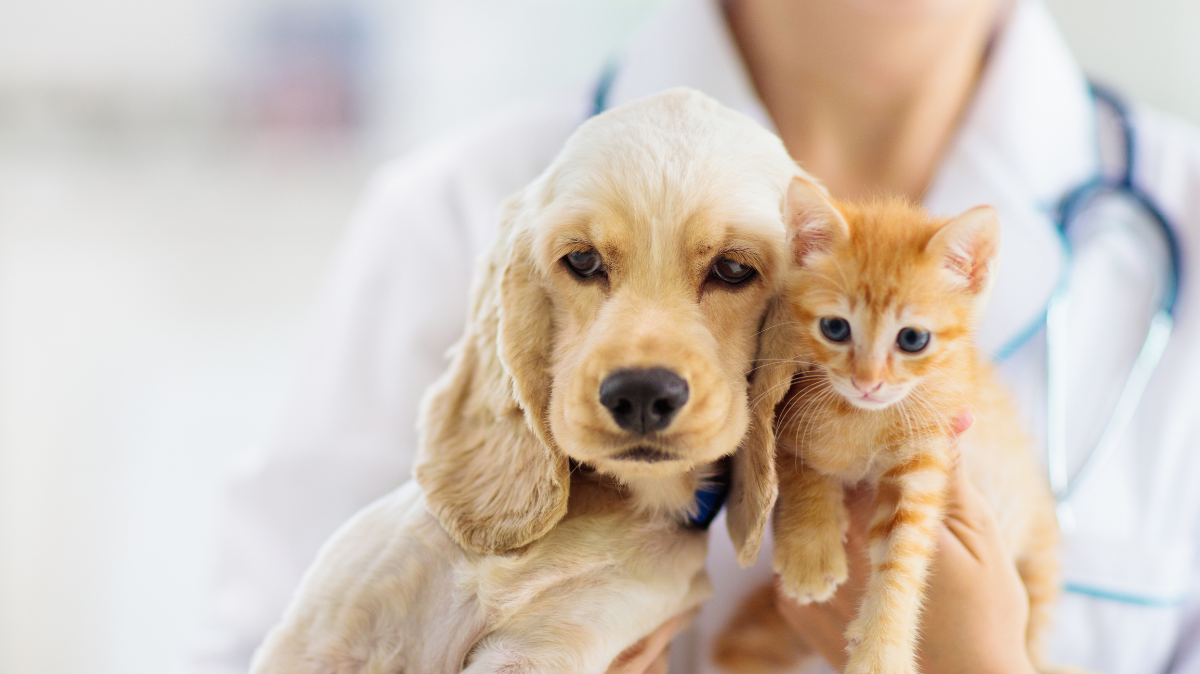 A vet holds a dog and cat.
