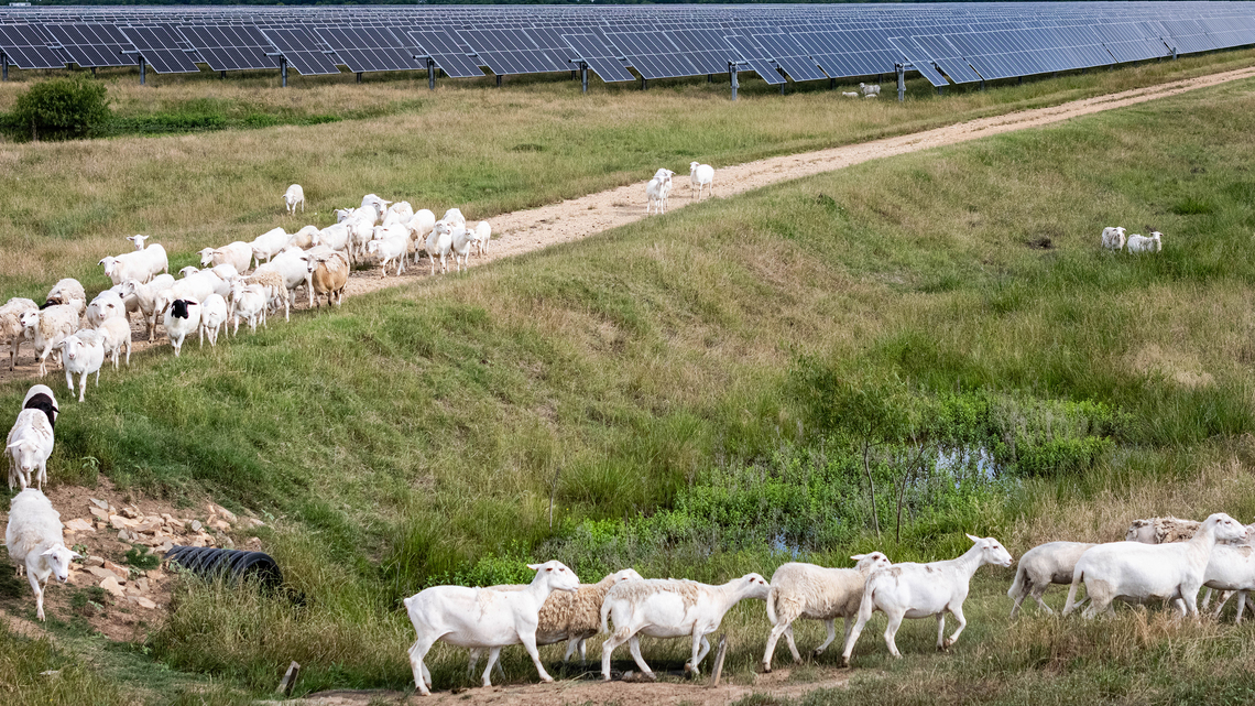 'Solar sheep' industry booms in Texas as ranchers, farmers try to co-exist with big energy projects