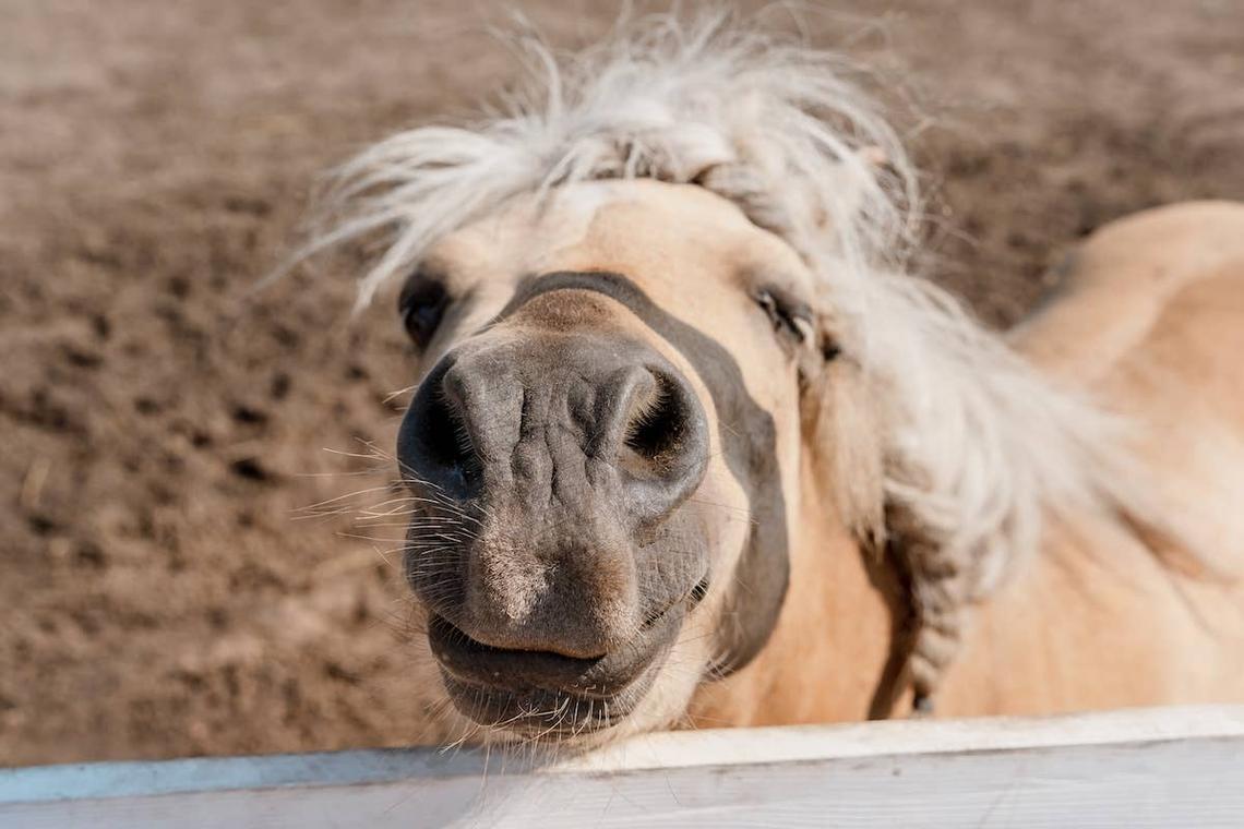  A mini horse stands close to the camera. 