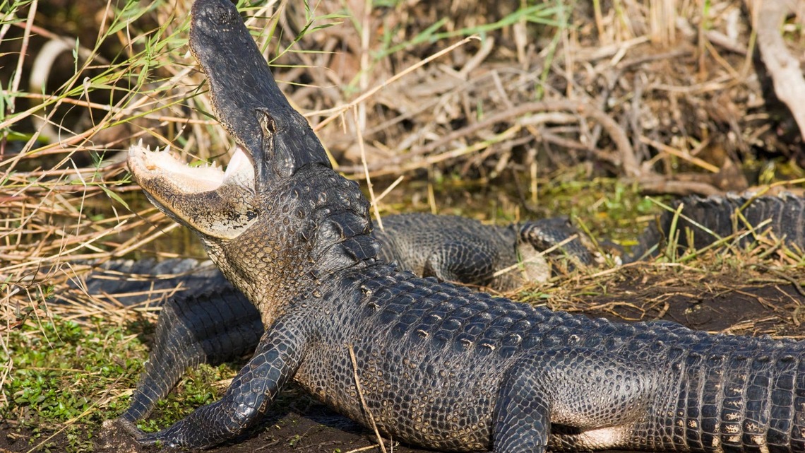 Baby Alligator's 'Big Yawn' Looks Like It's Going in Slow Motion