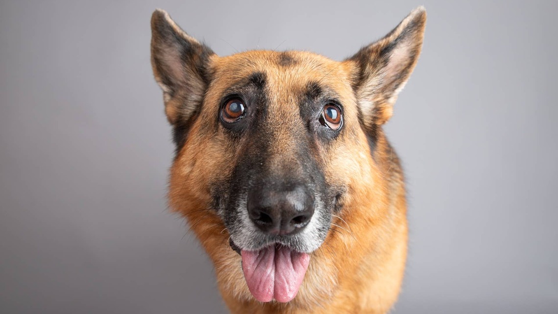 German Shepherd Learns To Walk Backward and Makes It His Entire Personality 