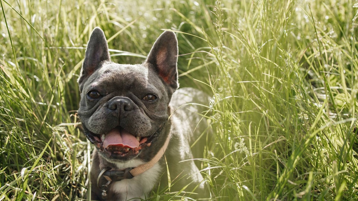 French Bulldog's Precious 'Teefers' Make Her Look Like an Adorable Jack-o'-Lantern 