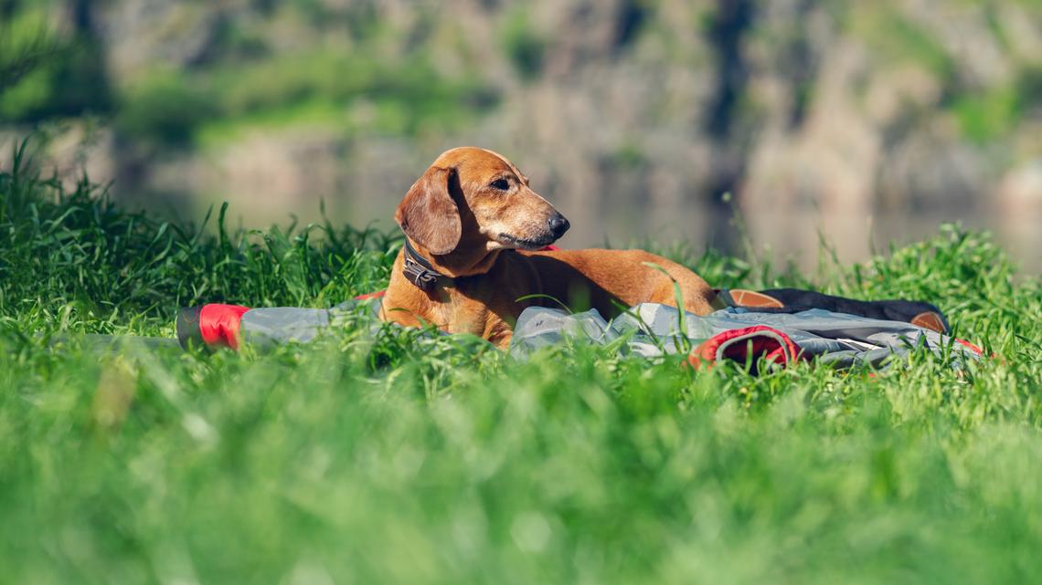 Hysterics at How Owner Catches Dachshund Working on Her Tan: ‘Just a Girl' 