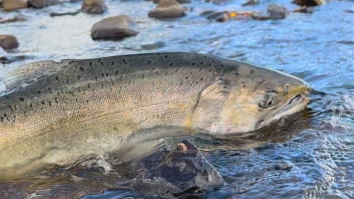 A chinook salmon swims in a tributary to the Klamath River near Klamath Falls, Oregon at the beginning of the 2025-2026 water year (October). Salmon are returning the farther upstream after four dams were removed from the river.