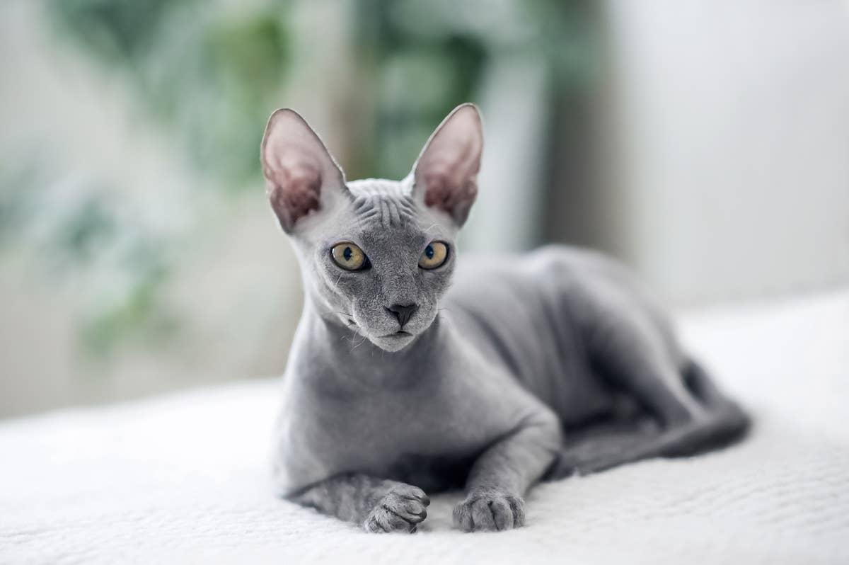  Sphynx cats are highly social and thrive on constant human companionship.