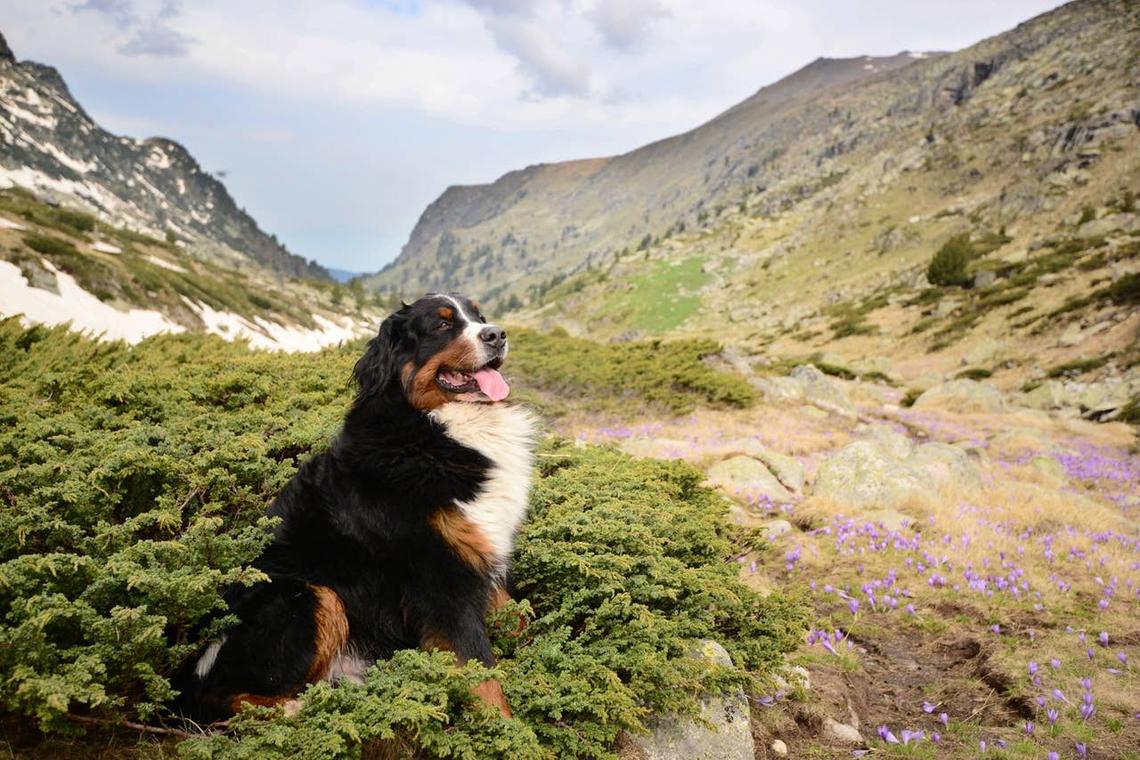  A Bernese Mountain Dog on a hike. 