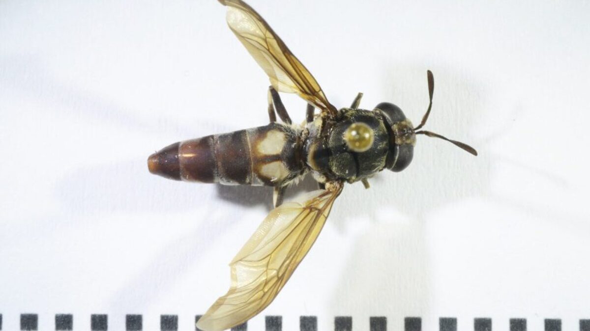 Dipteran of the family Stratiomyidae, characterized by patterns of mimicry with wasps and bees. (Juan Manuel Calvo Martin via SWNS). 