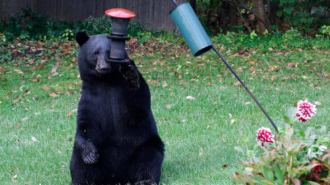 Hungry Bear Treats Family's Bird Feeder Like an All-You-Can-Eat Buffet 