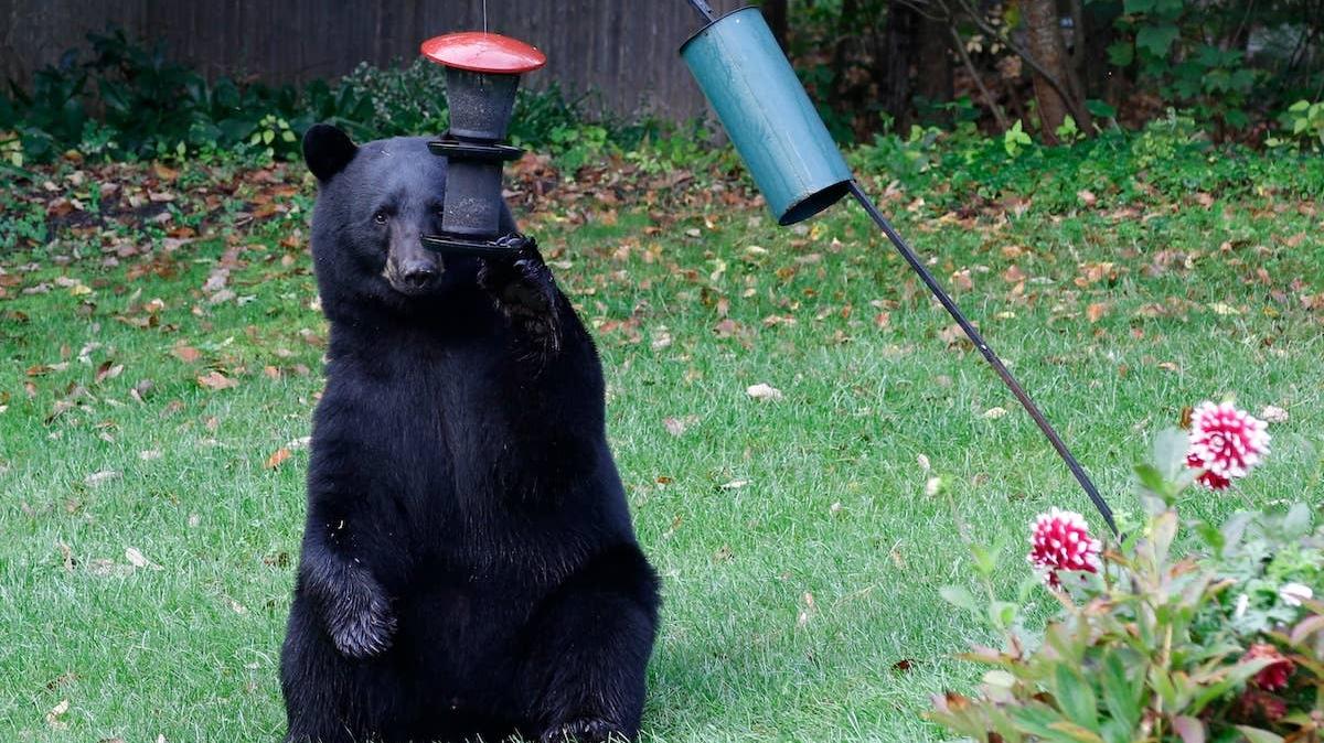 A Black Bear eating from a bird feeder. 