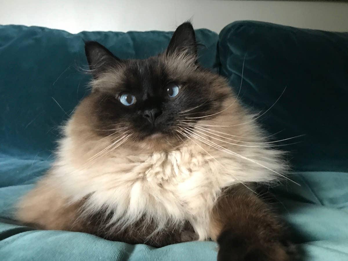  A blue-eyed cat breed sitting on a blue couch.