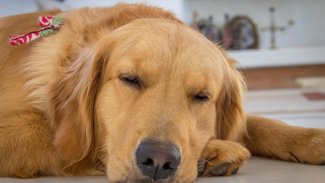 This Golden Aussie Has One Particular Demand, and We Can't Stop Laughing 