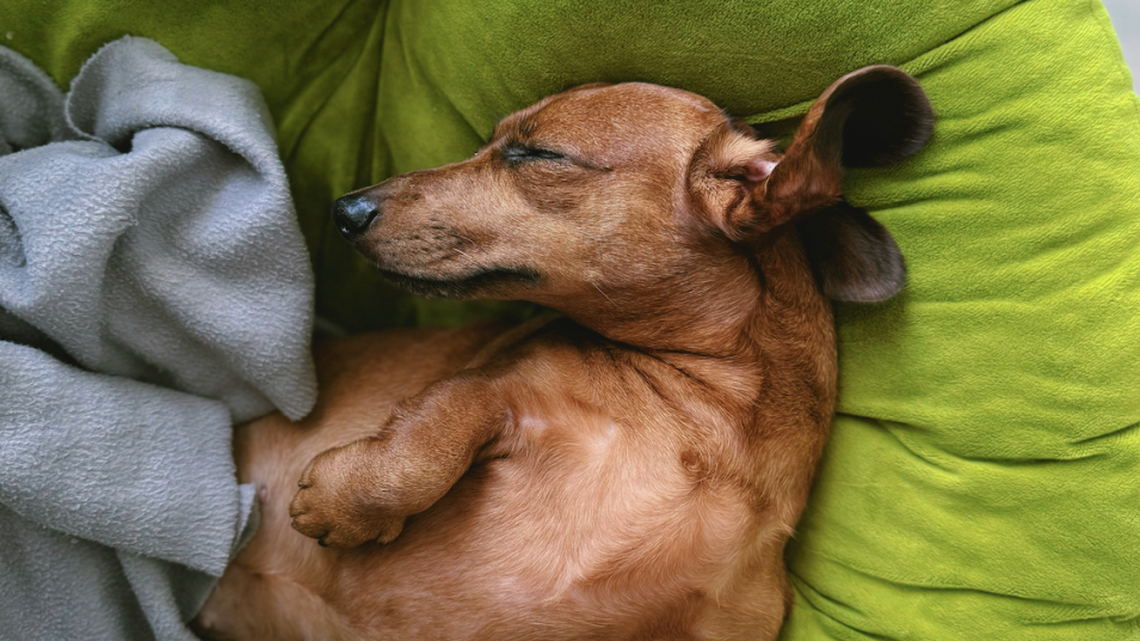 Dachshund Boldly 'Declines Bedtime' Until He Gets Belly Rubs