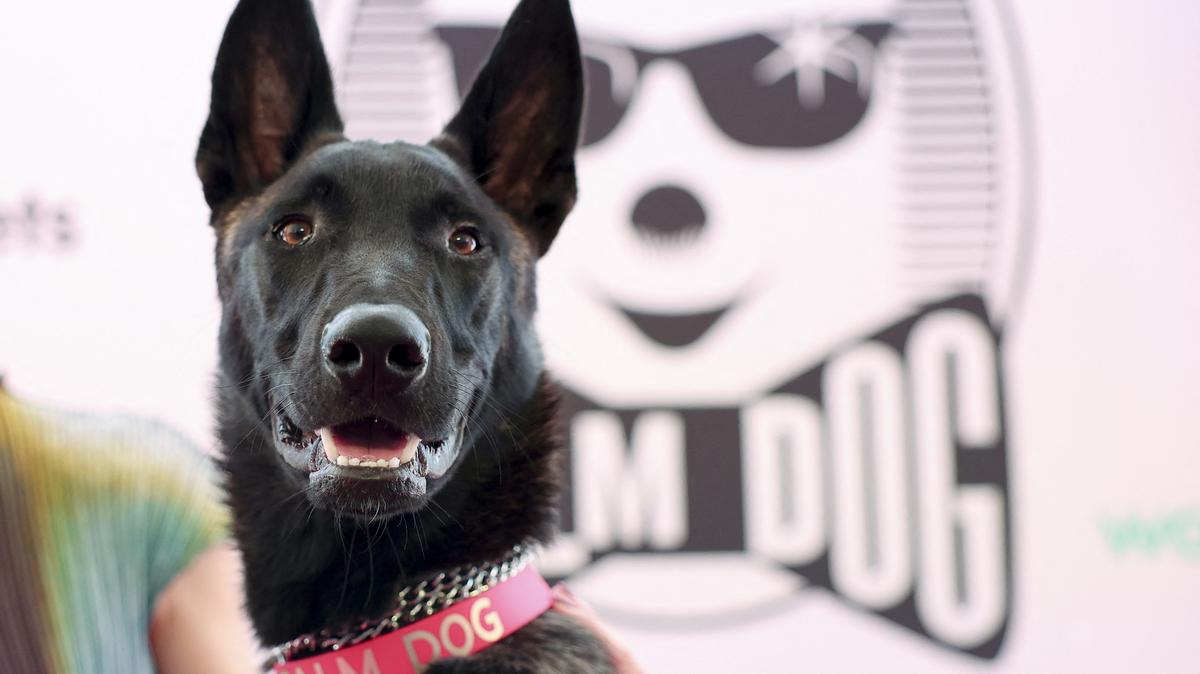 The dog named Apocalypse receives the Palm Dog award on-behalf of the dog named Yuri, winner of the award for his best canine performance in the film "La Perra" (La Chienne) presented at the Quinzaine des Cineastes (Directors' Fortnight), during the 79th Cannes Film Festival in Cannes, France, May 22, 2026. REUTERS/Gonzalo Fuentes