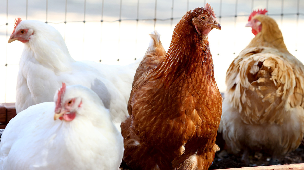In an October 2022 file photo, rescued chickens gather in an aviary at Farm Sanctuary’s Southern California Sanctuary in Acton.