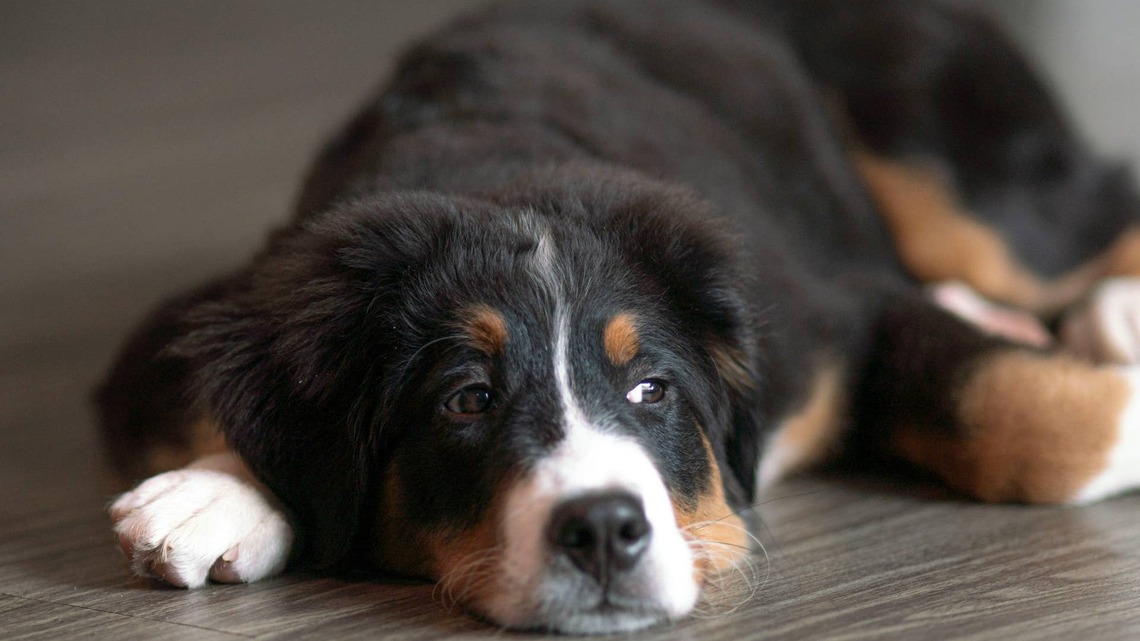 Bernese Mountain Dog's Hilarious Reaction When Mom Picks Her Up From the Groomer Speaks for Itself 
