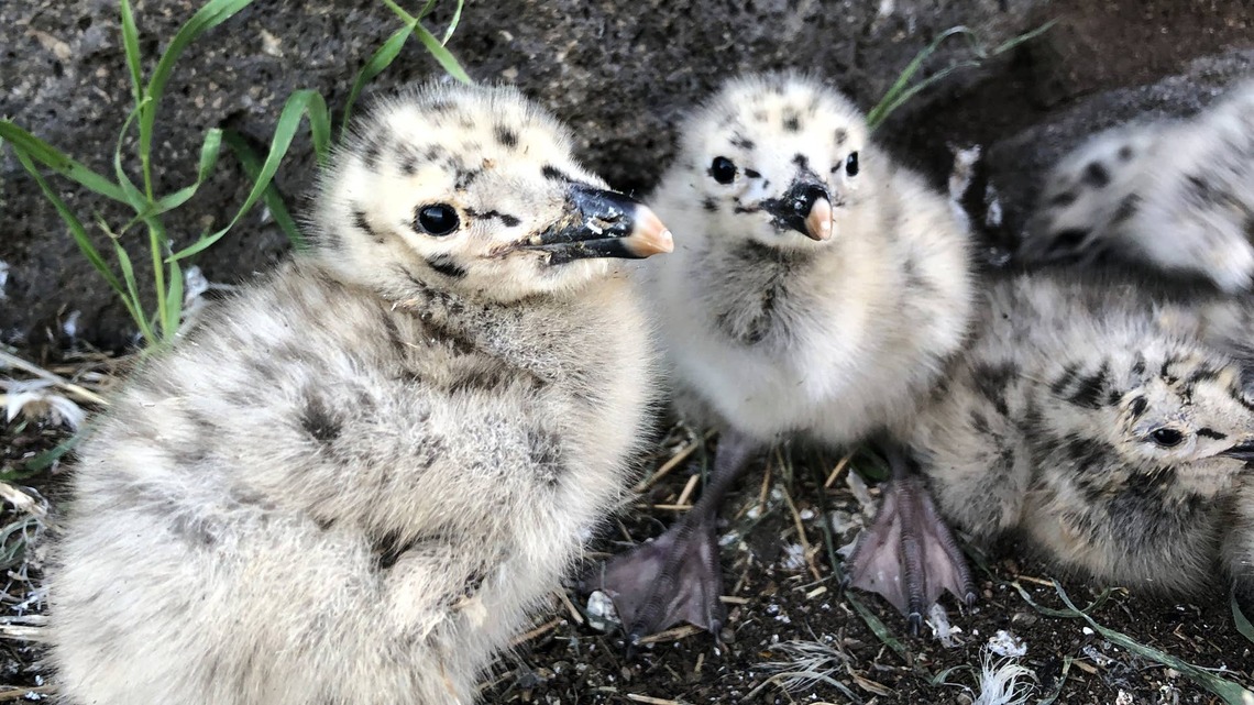Woman Spots Tiny Baby Seagulls, and the Internet Immediately Falls in Love 