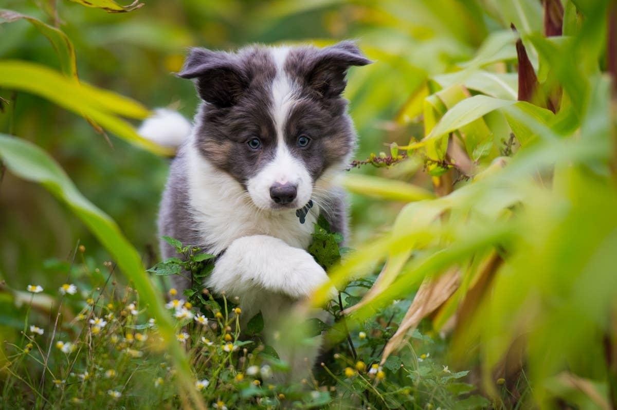  A Border Collie pup that is sensitive and bold like March birth months are.