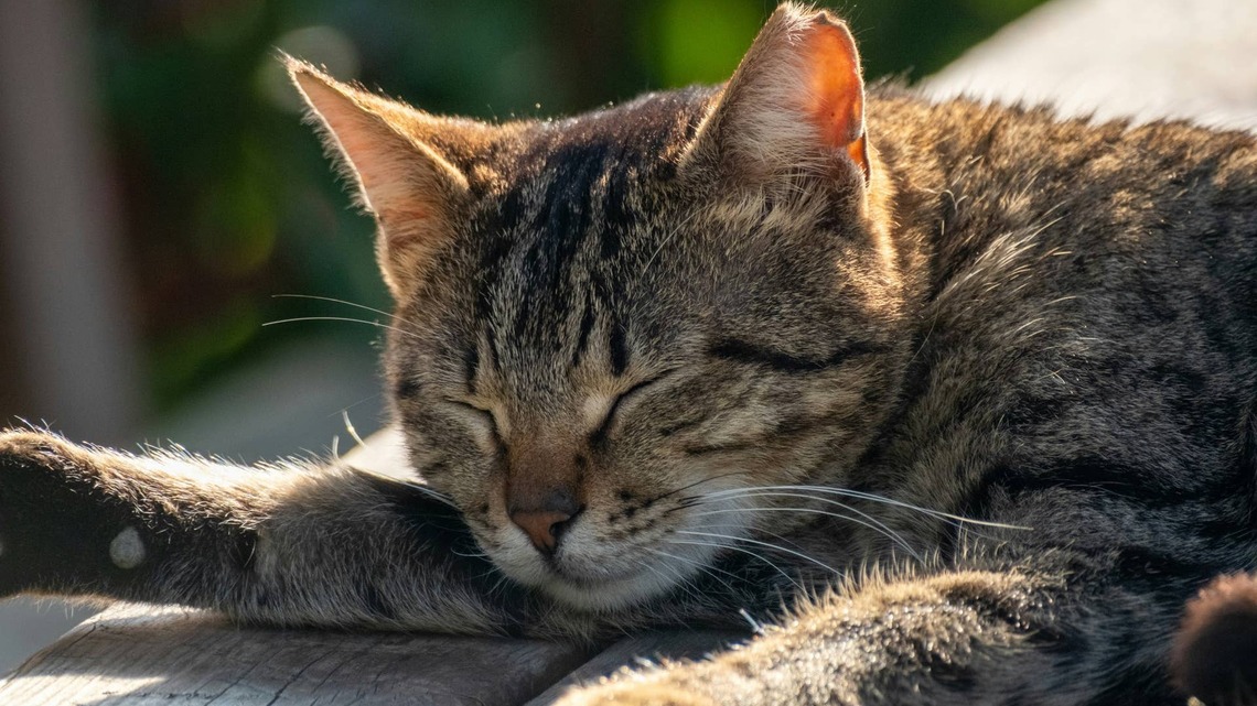 Eyeless Cat Has Sweetest Reaction to Mom Waking, and We're Emotional 