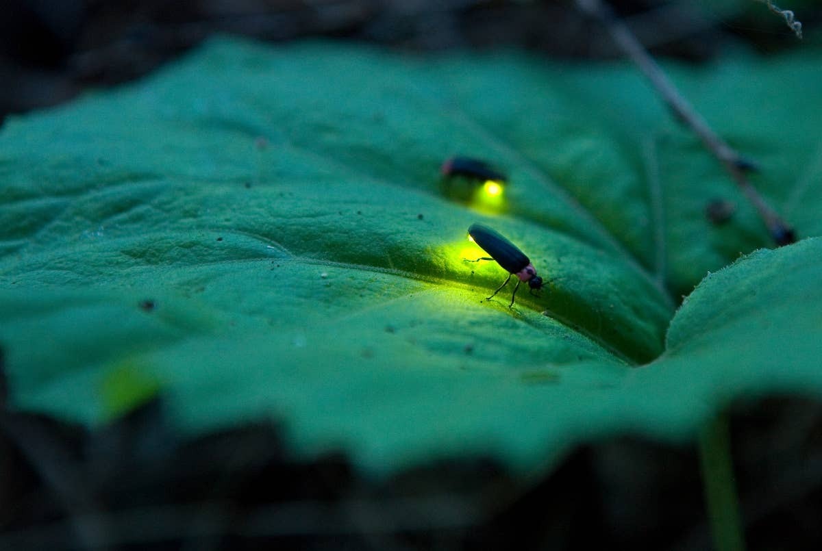  Temperature and rainfall help determine when fireflies appear.