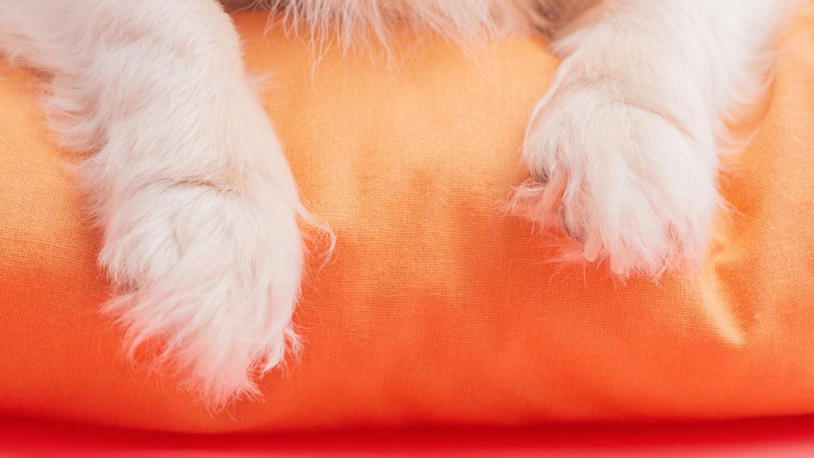 Tiny White Dog Looks Like a Cross Between a Bunny and a Stuffed Animal