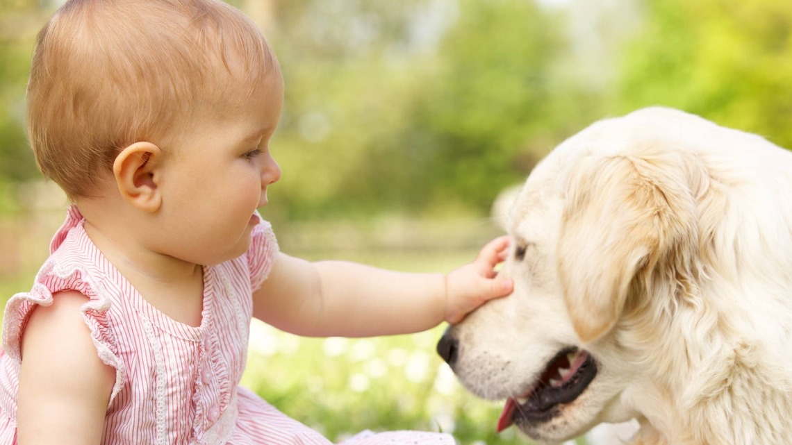 Golden Retriever Shows off His Best Patience Skills With New Baby Sister 