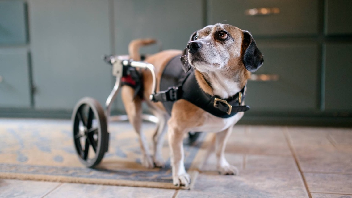 Paralyzed Rescue Dog Whose Recovery Went Viral Is Finally Heading Home - and Everyone Is Emotional 