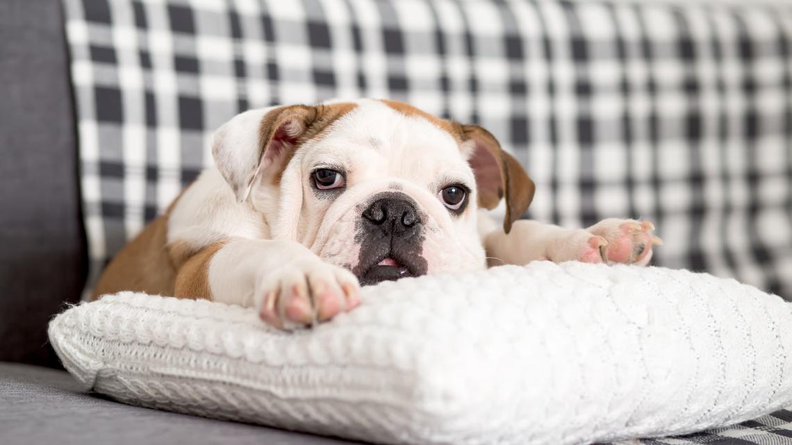 'Daddy's Boy' Bulldog Ignoring Mom's Orders Is Such a Mood 