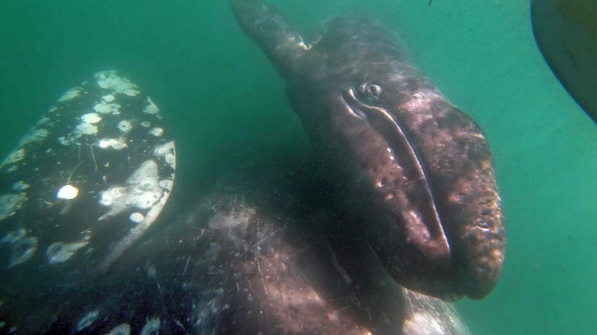 A gray whale pushes her calf to the surface in Laguna San Ignacio, Mexico, on Feb. 21, 2021. (Carolyn Cole/Los Angeles Times/TNS)