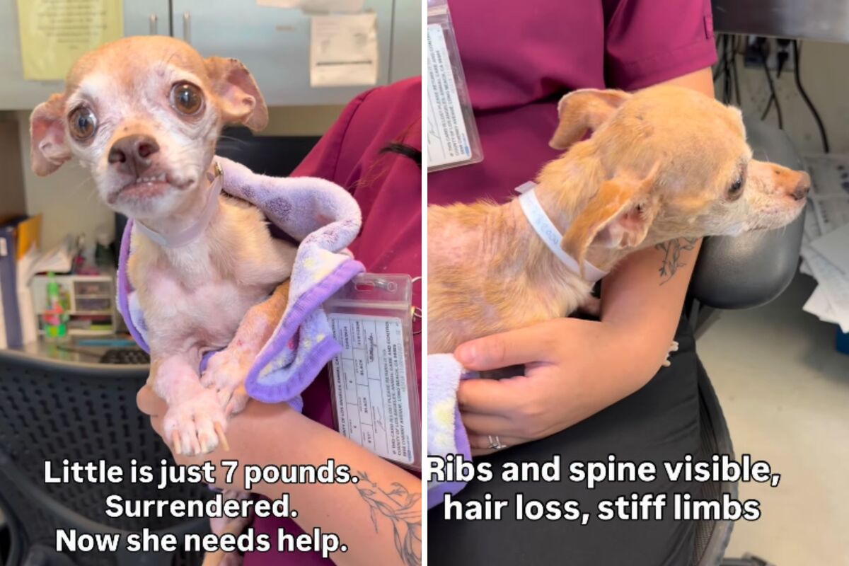  Screenshots from a June 9 Facebook video of a 5-year-old Chihuahua surrendered to a Los Angeles-area animal shelter with significant hair loss and extremely underweight. 