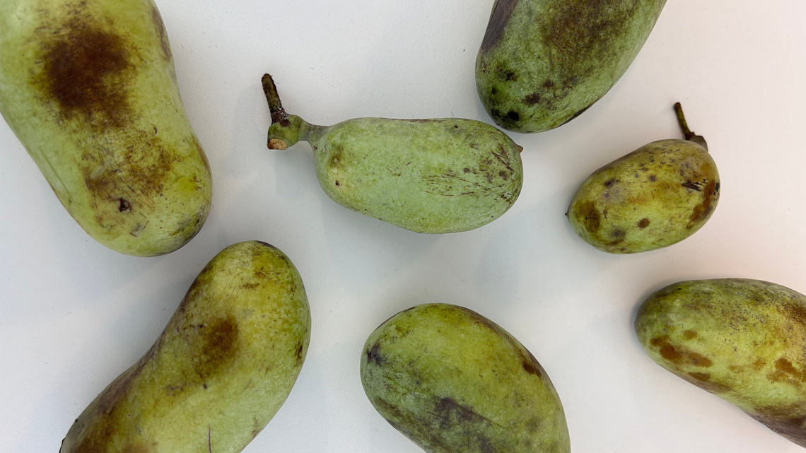 Why don't we eat pawpaw fruit? More about Ohio's official native fruit 