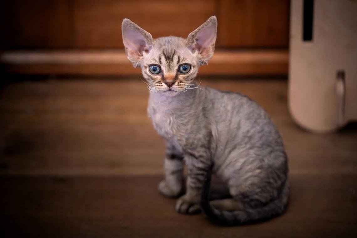  A unique and quirky Devon Rex kitten. 