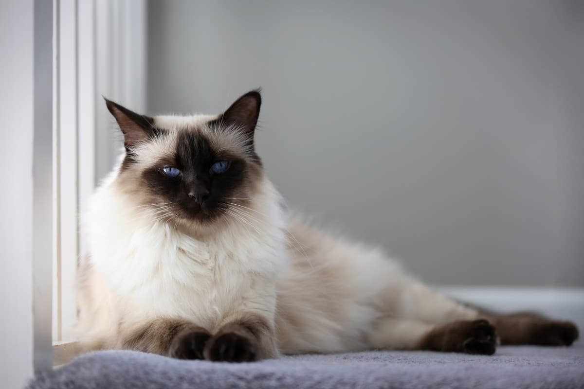  A cat with a dog-like personality is ideal for active seniors who enjoy interactive pets.