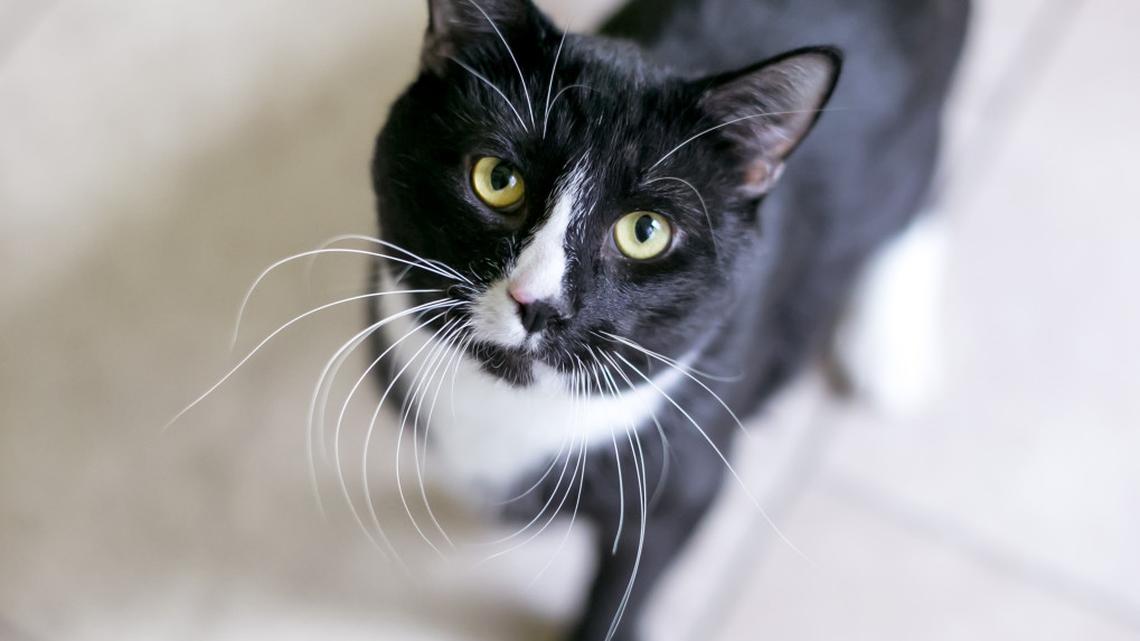 Tuxedo Cat's Stare of Disgust Over Having House Guests Is an Absolute Riot 