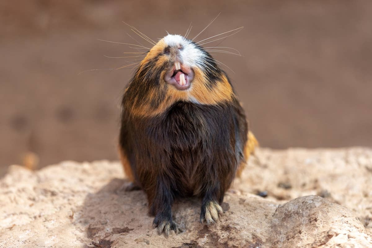  Healthy guinea pig teeth require constant chewing and proper diet.
