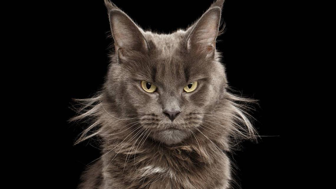 Charcoal-Colored Maine Coon's Colossal 'Hulk Hands' Look Like Giant Rocks 