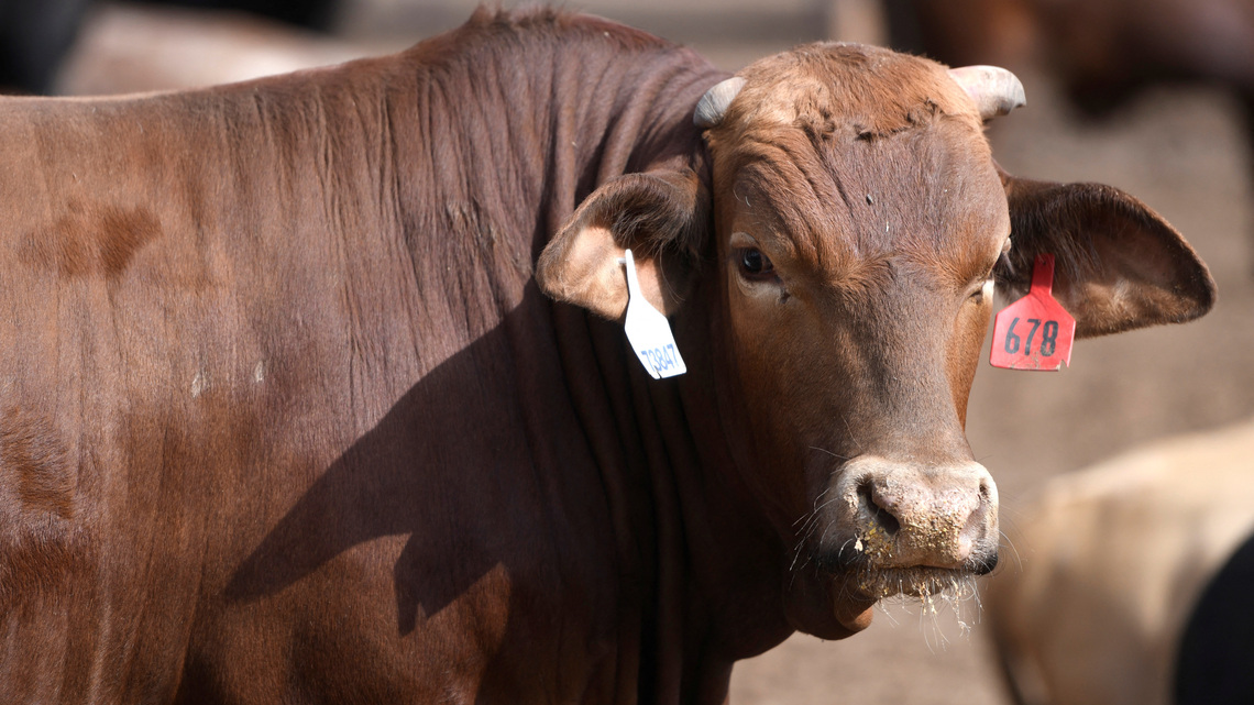 Trump signs order expanding imports to lower 'unreasonably' high beef prices 