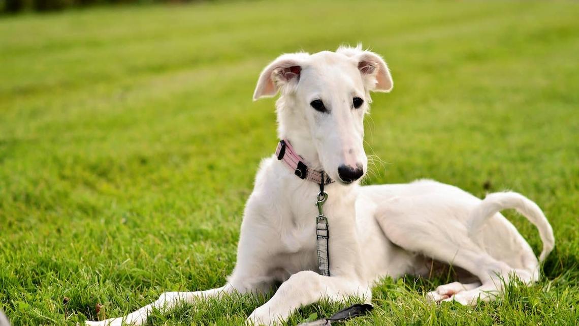 Greyhound Finds a Way To Have Zoomies Despite Undergoing Surgery 