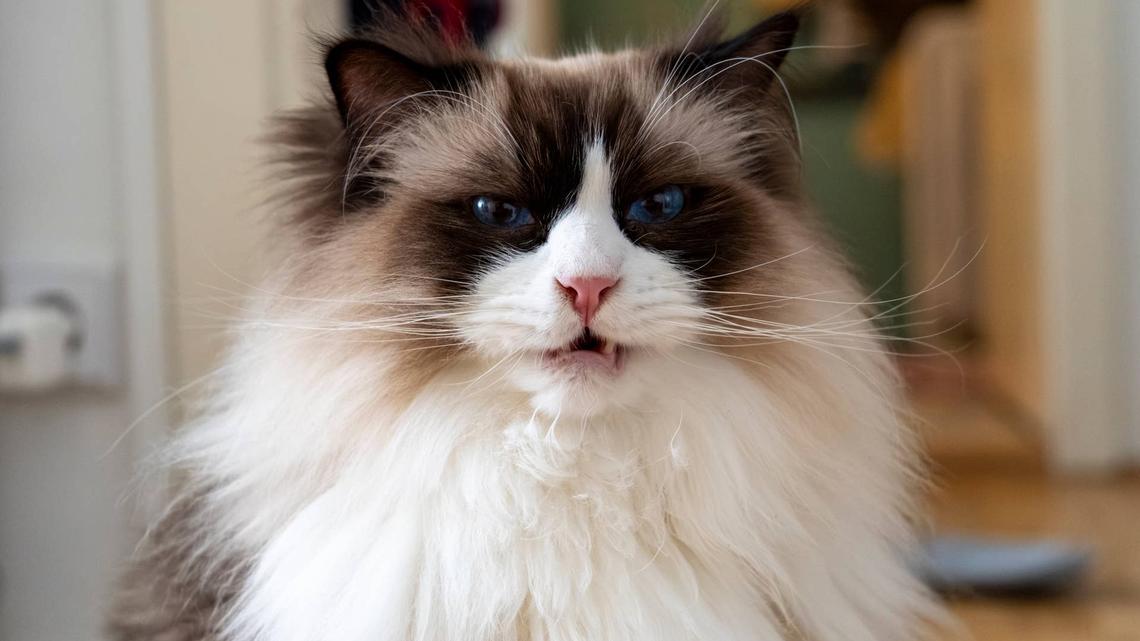 Colossal Ragdoll Cat's 4-Second Knockout Has People Stunned 