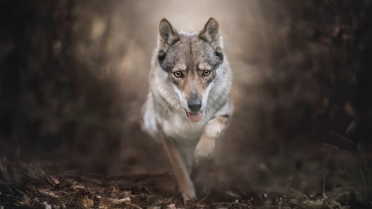 wolf.