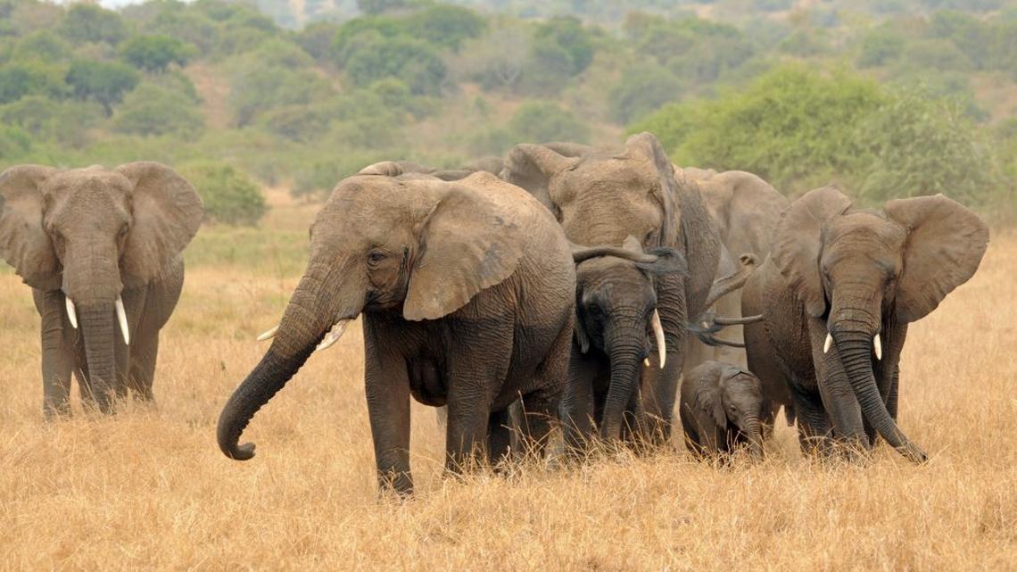 Elephants in Rwanda. (Laura Bertola via SWNS). 