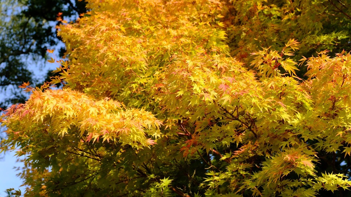 The 3 Japanese Maple Varieties Perfect for Winter Interest, According to Landscape Designers 