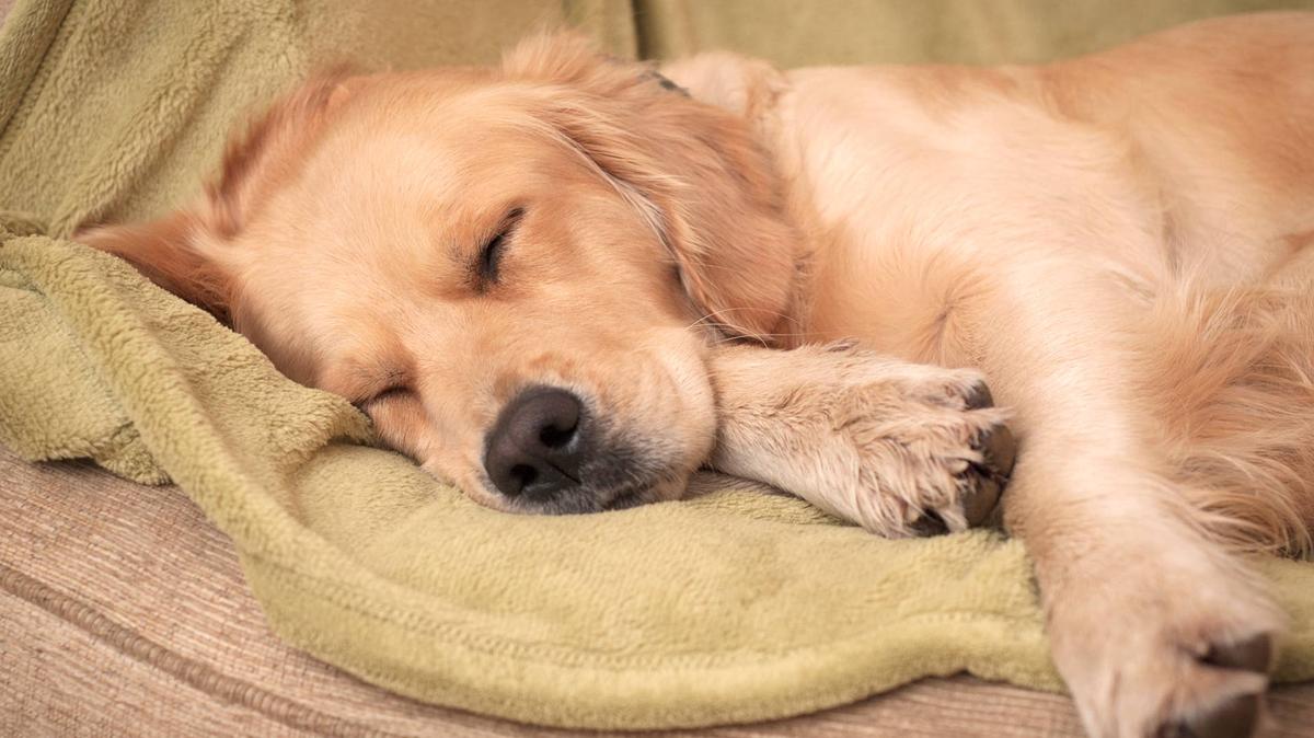 Golden Retriever sleeping.