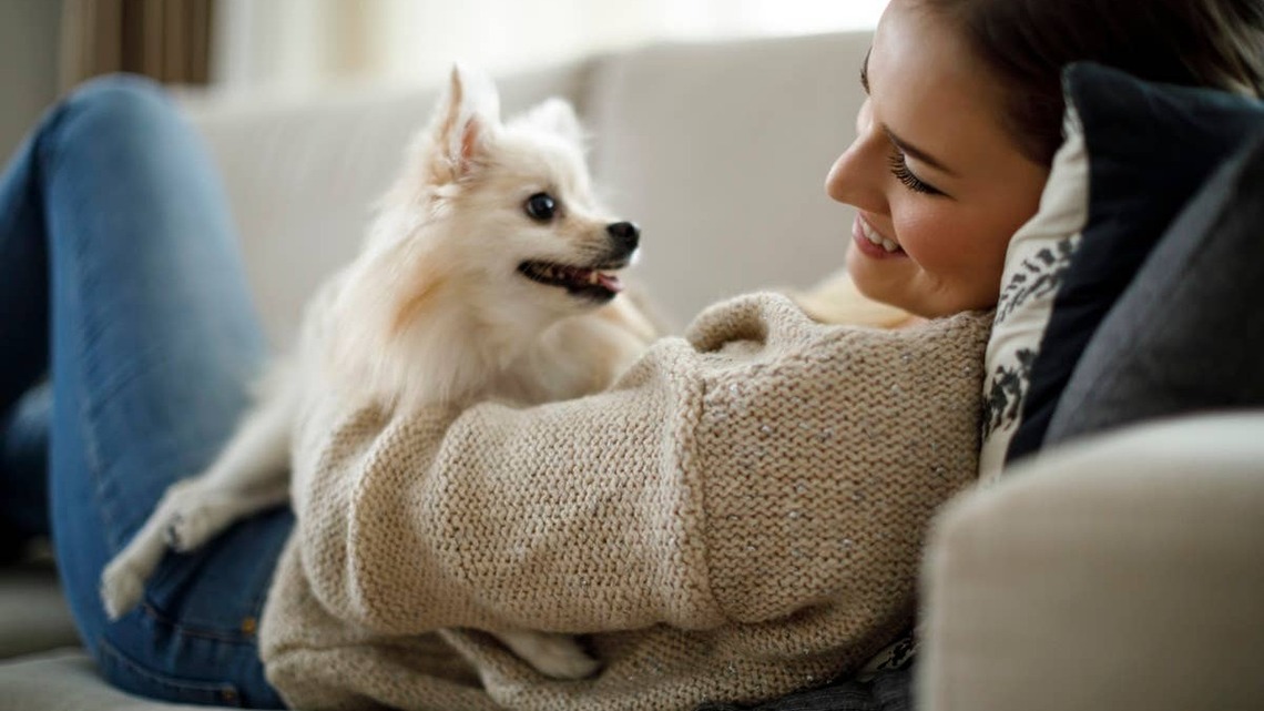 8 Words That Calm Dogs Instantly 