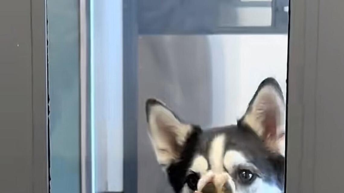 Husky Takes Herself to Daycare After Escaping Yard in Viral TikTok 