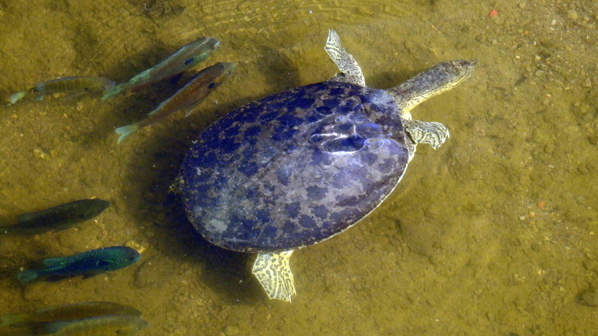 Why fish follow turtles to find their next meal | ECOVIEWS | Miami Herald