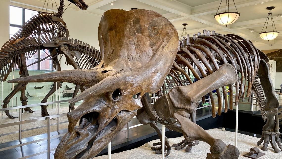 A Local's Tips for Getting the Most Out of a Visit to NYC's Natural History Museum 