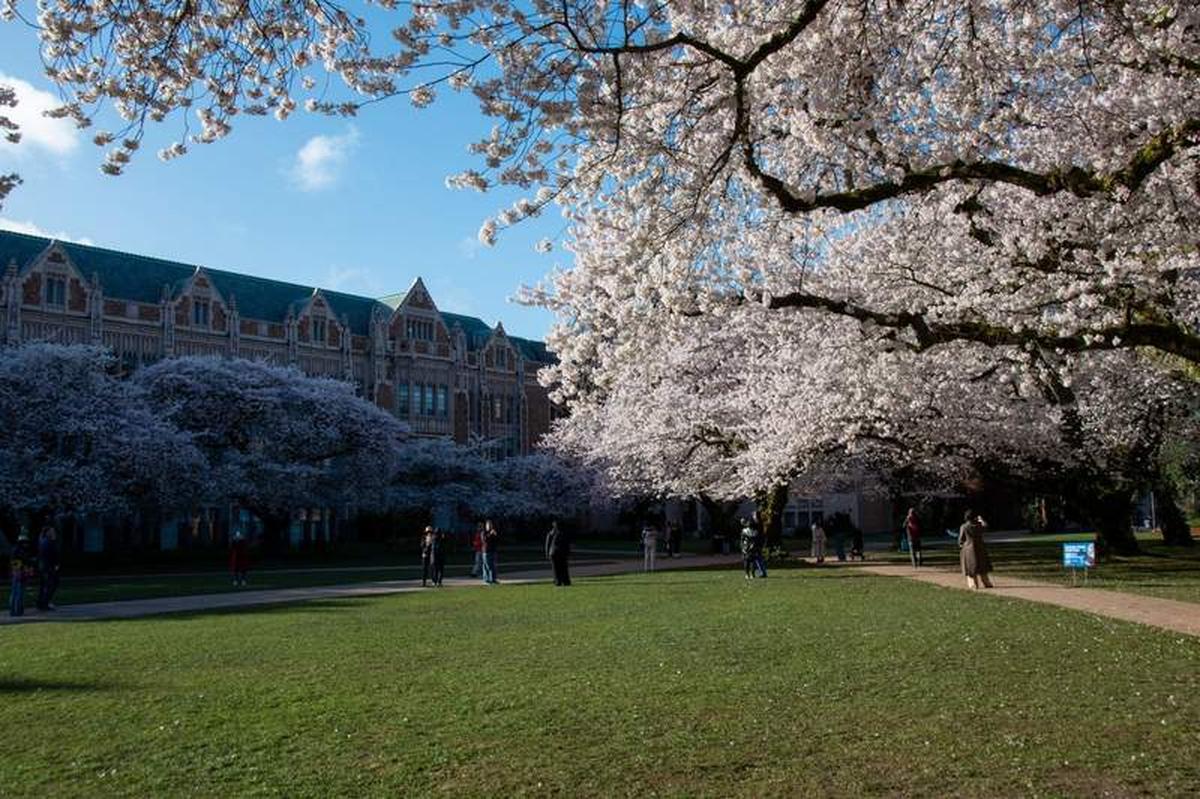  The University of Washington Campus Quad with the Cherry Blossoms in full bloom. Photo credit: Phylicia Stitzel 